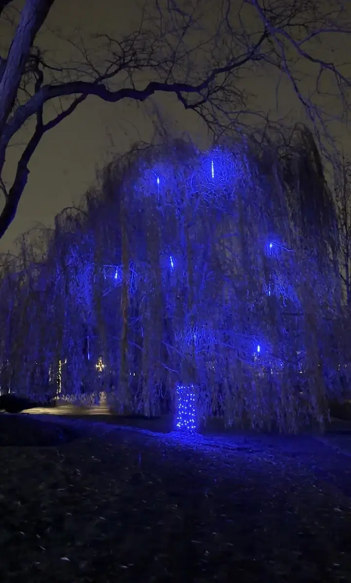 Willow tree in blue lights